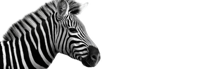 A close-up portrait of a zebra showcasing its distinctive black and white stripes, set against a simple background, emphasizing its natural beauty and grace in the wild