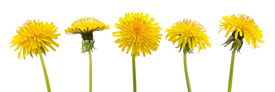 A vibrant arrangement of five dandelion flowers showcasing their bright yellow blooms, set against a transparent background, perfect for nature-themed projects or botanical studies