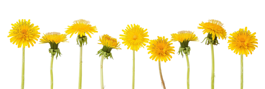 A vibrant row of blooming dandelions showcasing their bright yellow flowers, set against a clean background, symbolizing the beauty of nature in springtime
