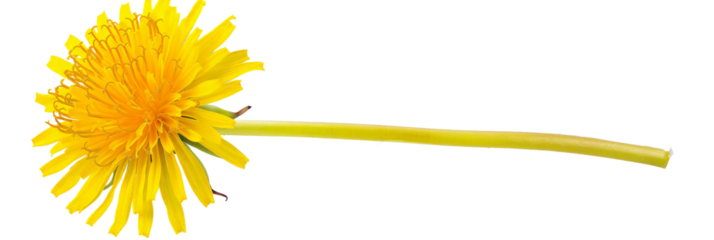 A vibrant yellow dandelion flower with a long green stem, set against a clean white background, representing nature's beauty and resilience, perfect for botanical illustrations or educational material