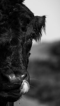 Black and white image of a cow with a fly on its nose and its tongue out