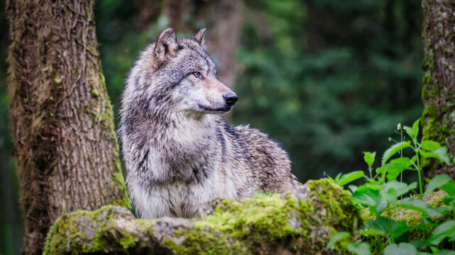 European grey wolf in the forest, seen in profile