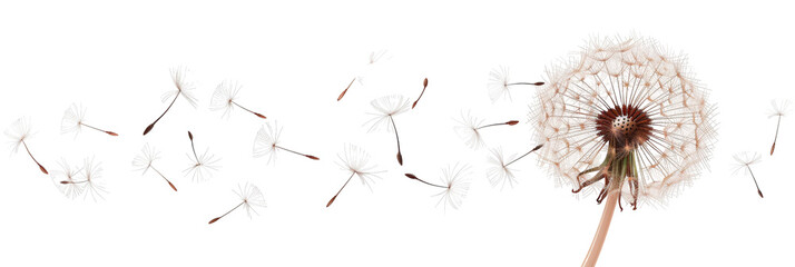 A close-up view of a dandelion seed head dispersing its fluffy seeds into the air, set against a clean background, showcasing the beauty of nature and the cycle of life