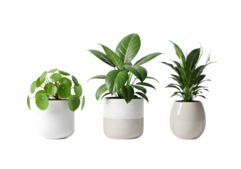 Isolated potted plants , Collection of various houseplants displayed in ceramic pots with transparent background. Potted exotic house plants on white shelf against white wall