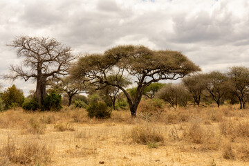 African baobab (Adansonia digitata) and Acacia trees in the dry savanna of Tarangire National Park, Tanzania