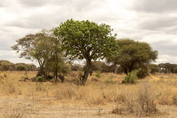 Obraz premium Acacia and baobab trees dot the dry, golden-brown savanna of Tarangire National Park in Tanzania