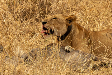 A collared African lioness (Panthera leo) feeds on a wildebeest carcass (Connochaetes taurinus) in the dry grass of Tarangire National Park, Tanzania