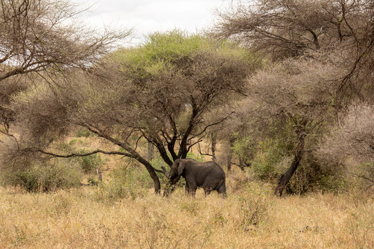 African bush elephant (Loxodonta africana) feeds on vegetation in the dry savanna woodlands of Tarangire National Park, Tanzania - Powered by Adobe