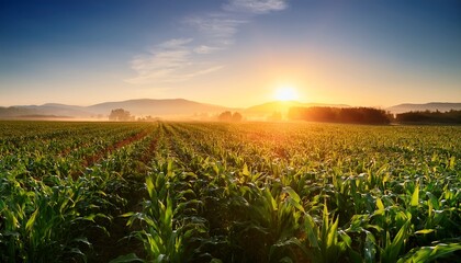 Morning Sunrise Over The Corn Field