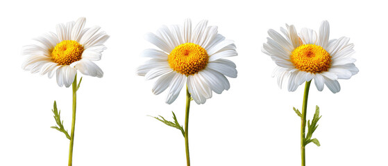 Fototapeta premium Three vibrant daisies with bright yellow centers and white petals, standing upright against a transparent background, showcasing their natural beauty, ideal for floral-themed designs