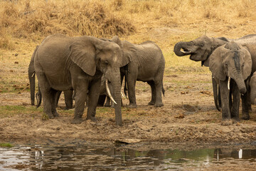 A herd of African bush elephants (Loxodonta africana) drinking and standing by a watering hole in Tarangire National Park, Tanzania