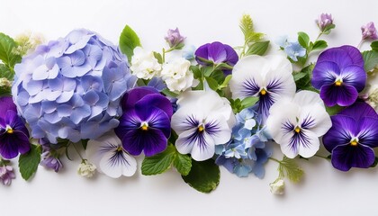 Floral Border Of Pansies And Hydrangeas In Shades Of Violet Blue Purple And White With Fresh Green Leaves On A White Background For Decorative Spring And Summer Designs