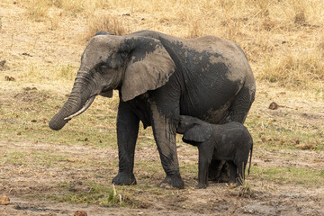 Obraz premium African bush elephant (Loxodonta africana) mother with calf nursing in Tarangire National Park, Tanzania