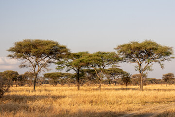Obraz premium Savanna landscape with African acacia trees and dry golden grass in Tarangire National Park, Tanzania