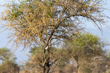 A Long-tailed Fiscal (Lanius cabanisi) shrike perches in a thorny acacia tree in Tarangire National Park Tanzania