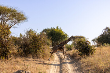 Giraffe (Giraffa camelopardalis) walks across a dirt track in the Tarangire National Park, Tanzania
