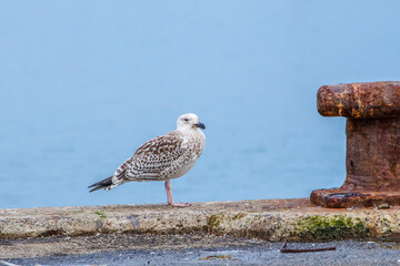 Young Seagull Standing on Pier by the Sea – Coastal Wildlife Photography