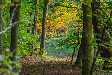 Autumn Forest Path with Green and Yellow Leaves – Peaceful Woodland Scene