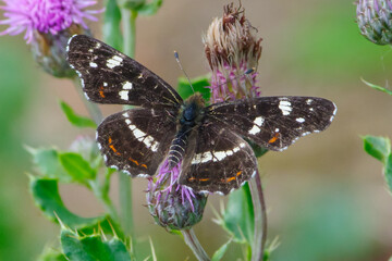 Fototapeta premium Map Butterfly Resting on Thistle Flower – Detailed Macro Wildlife Photography