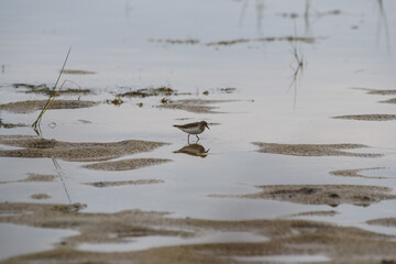 Small Shorebird Walking in Shallow Water – Coastal Wetland Scene