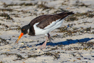 Eurasian Oystercatcher Searching for Food on Sandy Beach – Coastal Bird Photography
