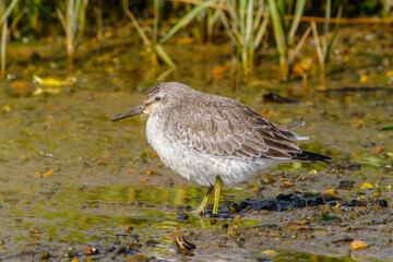 Wading Bird Standing in Shallow Water – Coastal Wetland Wildlife Photography