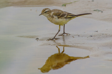 Songbird Standing on Beach with Reflection – Tranquil Nature Photography