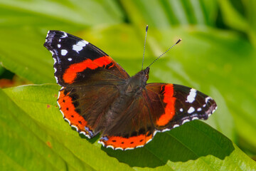 Butterfly on a Flower Closeup