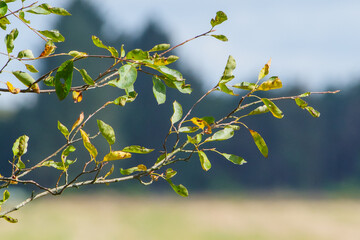 Green Tree Branch with Leaves in Sunlight – Peaceful Nature Background