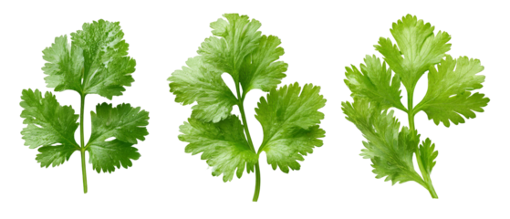 Three vibrant and fresh cilantro leaves arranged artistically on a transparent background, showcasing their unique textures and colors, ideal for culinary use in recipes