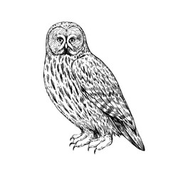 Owl ink drawing. Great Grey Owl, hand-drawn illustration in retro engraving style.