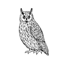 Owls ink drawing, snowy owl, barn owl, long-eared owl and Great Grey Owl. Hand-drawn illustration in retro engraving style.