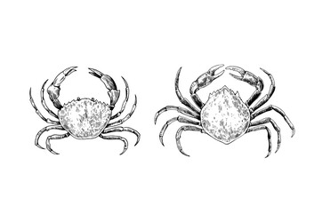 Set of crabs isolated on white background. Vector illustration in engraving style.
