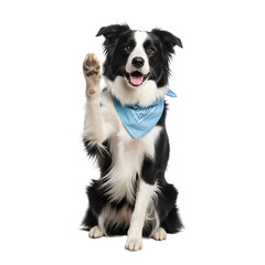 Obraz premium Isolated border collie dog waving paw on white background , Junior brown border collie sitting and raising a paw 