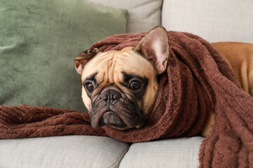 Cute French bulldog with scarf on sofa at home