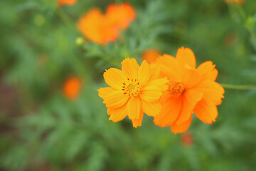 Beautiful cosmos flowers in an outdoor garden