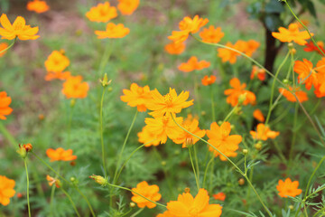Beautiful cosmos flowers in an outdoor garden