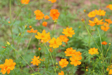 Beautiful cosmos flowers in an outdoor garden