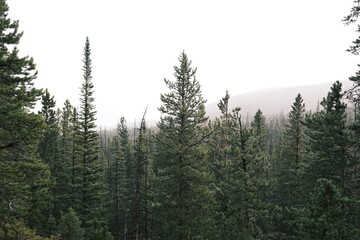 pine forest in the morning
