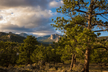 Fototapeta premium trees and clouds