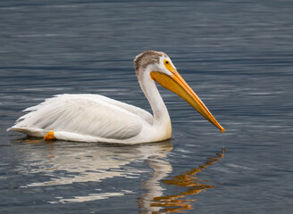 pelican on the water
