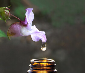 Close-up Drop Essence falling from the flower Impatiens, flwer remedy Bach Impatiens glandulifera towards the bottle glass amber, nature Background, flower therapy, terapia Floral, Florais de Bach