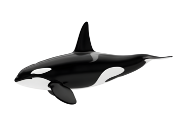 isolated killer whale , Orca animal mammal whale