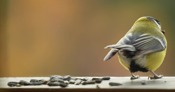 Titmouse Great Tit bird stores sunflower seeds in autumn and Feeding. Close-up. Blurred background