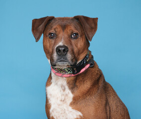 cute dog on an isolated background studio shot