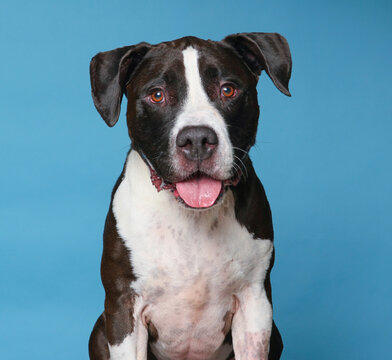 cute dog on an isolated background studio shot