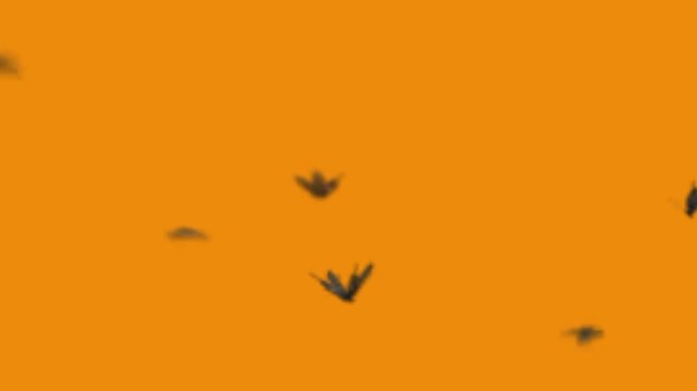 black butterfly flying on orange background