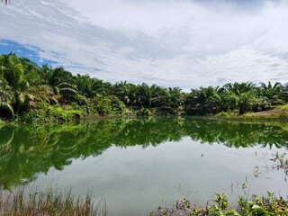lake around the oil palm plantation