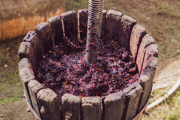 Fresh grape pulp in a wine press.