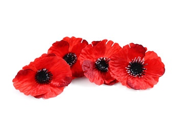 Poppy flowers on white background. Remembrance Day